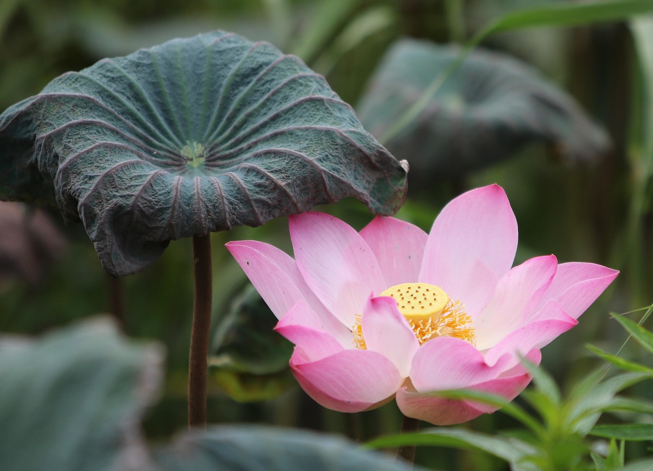Top 20 Lotus365 Id Reviews Review 2026: Bonus, App, Withdrawal Tested